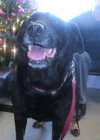 Miss Trixie - ADOPTED 01.18.14