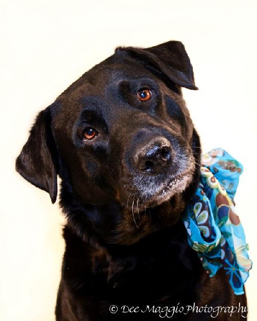 Miss Trixie - ADOPTED 01.18.14
