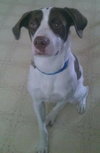 Braver-ADOPTED 02.07.14