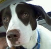 Braver-ADOPTED 02.07.14