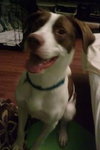 Braver-ADOPTED 02.07.14