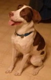 Braver-ADOPTED 02.07.14