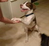 Braver-ADOPTED 02.07.14