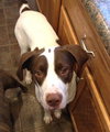 Braver-ADOPTED 02.07.14