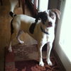 Braver-ADOPTED 02.07.14