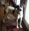 Braver-ADOPTED 02.07.14