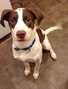 Braver-ADOPTED 02.07.14