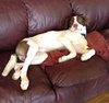 Braver-ADOPTED 02.07.14