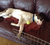 Braver-ADOPTED 02.07.14