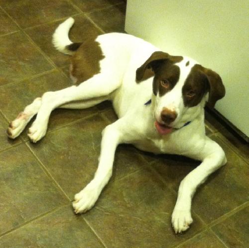 Braver-ADOPTED 02.07.14