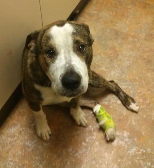 Trooper Two - ADOPTED 01.21.14