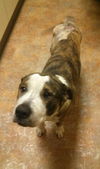 Trooper Two - ADOPTED 01.21.14