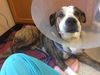 Trooper Two - ADOPTED 01.21.14