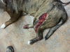 Trooper Two - ADOPTED 01.21.14
