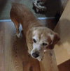 Penny â¥-ADOPTED 02.05.14