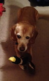 Penny â¥-ADOPTED 02.05.14