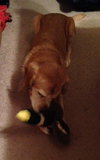 Penny â¥-ADOPTED 02.05.14
