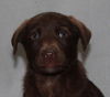 Uj Litter Frasier - ADOPTED 01.15.14