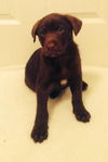 Uj Litter Frasier - ADOPTED 01.15.14