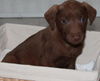 Uj Litter Ferris - ADOPTED 02.09.14