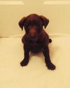 Uj Litter Ferris - ADOPTED 02.09.14