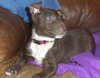 Sparky - ADOPTED 07.24.14