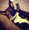 Sparky - ADOPTED 07.24.14