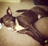 Sparky - ADOPTED 07.24.14