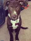 Sparky - ADOPTED 07.24.14