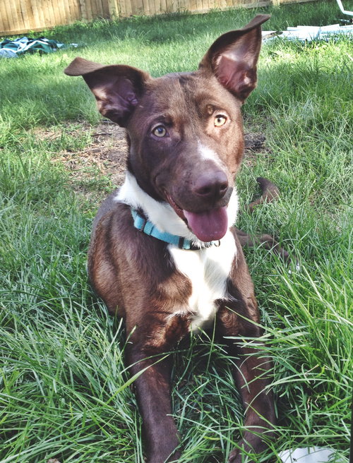 Sparky - ADOPTED 07.24.14