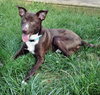 Sparky - ADOPTED 07.24.14