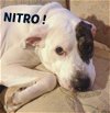 Nitro-ADOPTED-2.6.15