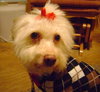 Snookie - ADOPTED 01.16.14