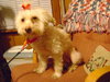 Snookie - ADOPTED 01.16.14