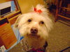 Snookie - ADOPTED 01.16.14