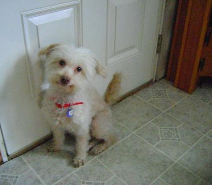 Snookie - ADOPTED 01.16.14