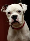 Shakespeare - ADOPTED 01.24.14