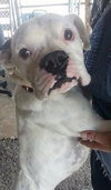 Shakespeare - ADOPTED 01.24.14
