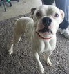 Shakespeare - ADOPTED 01.24.14