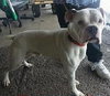 Shakespeare - ADOPTED 01.24.14