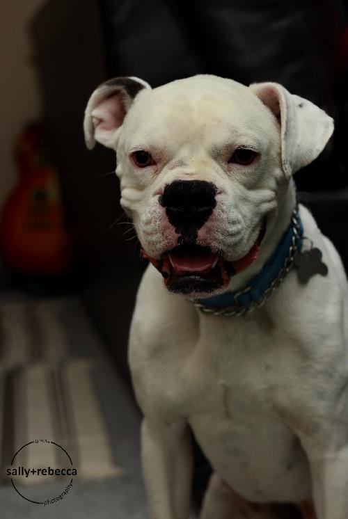 Shakespeare - ADOPTED 01.24.14