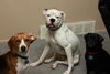 Shakespeare - ADOPTED 01.24.14