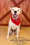 Shakespeare - ADOPTED 01.24.14
