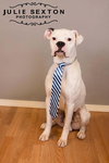 Shakespeare - ADOPTED 01.24.14