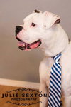 Shakespeare - ADOPTED 01.24.14