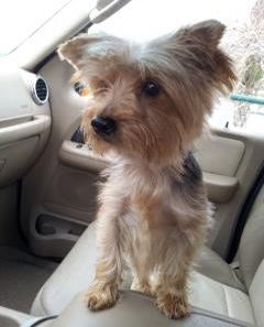 Mattie - ADOPTED 01.25.14