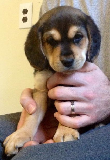 Wj Litter Ruby - ADOPTED 01.26.14