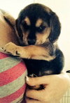 Wj Litter Ruby - ADOPTED 01.26.14