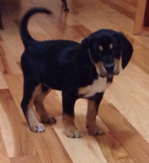Wj Litter Lilith - ADOPTED 02.16.14