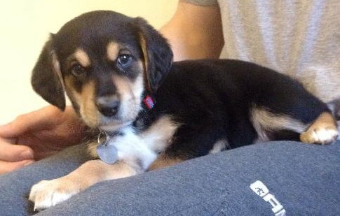 Wj Litter Castiel - ADOPTED 01.19.14